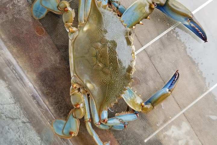 Close up of a blue crab caught on a boat