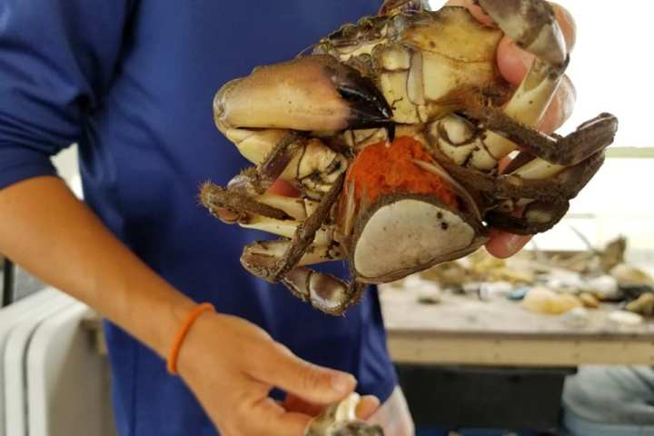 Man holding up blue crab