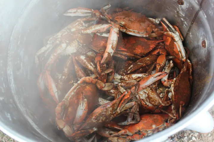 Steamed crabs in a large pot, seasoned with spices.