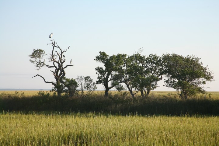 Marshlands of Caper's Island