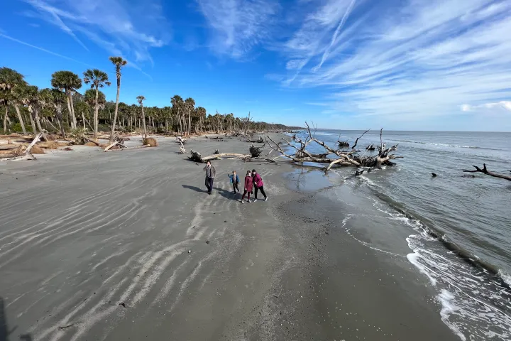 Group of people walking on a beach with driftwood and palm trees under a blue sky.