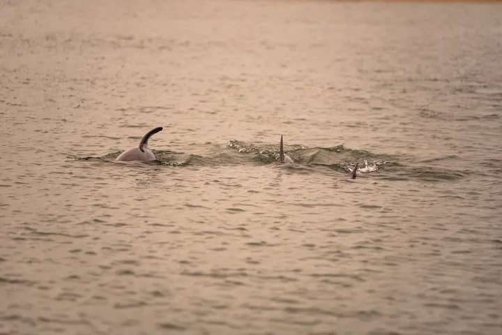 Three dolphins swimming with dorsal fins above water in a calm sea.
