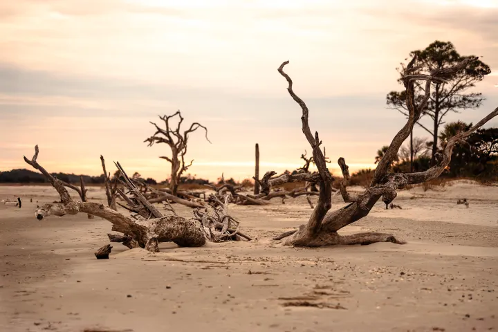 Driftwood on a sandy beach at sunset with silhouetted trees in the background.