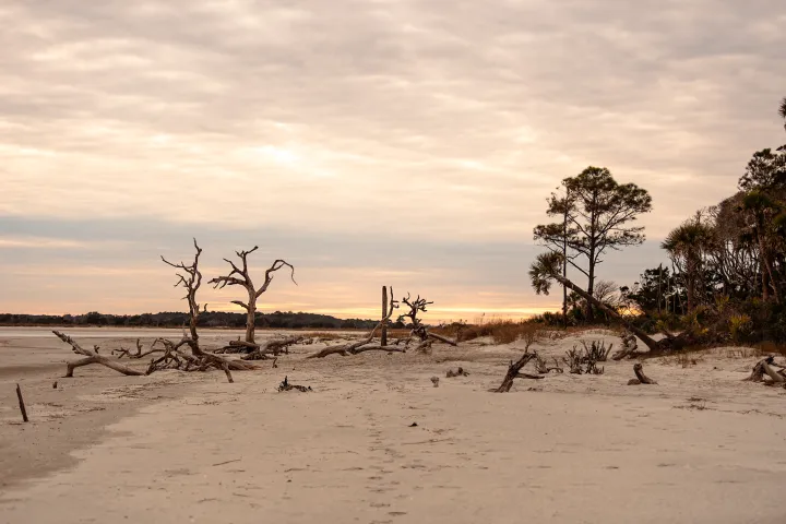 Sandy beach at sunset with driftwood and sparse trees under a cloudy sky.