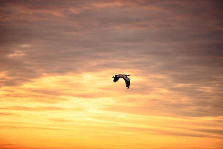 Bird flying against a dramatic orange and purple sunset sky.