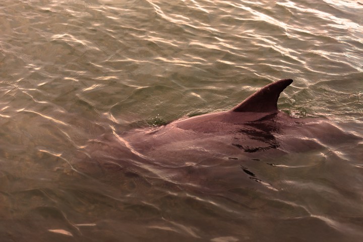 Dolphin swimming near the surface of calm water at sunset.