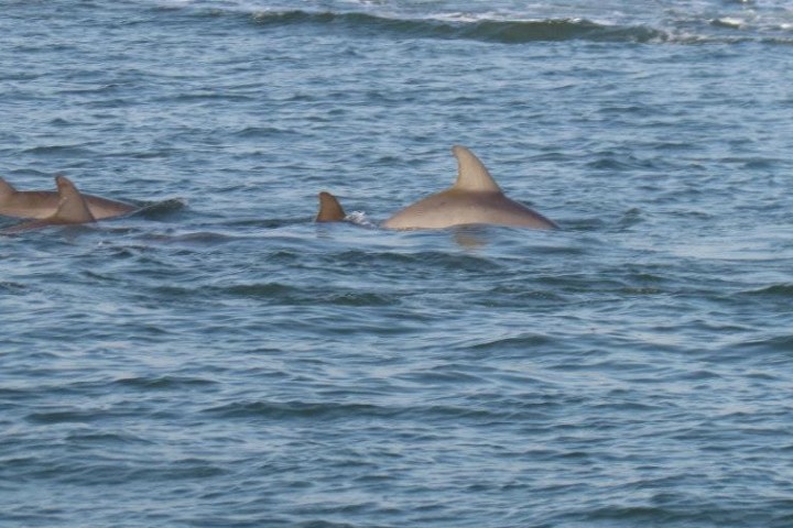 Dolphins swimming at the surface of the water