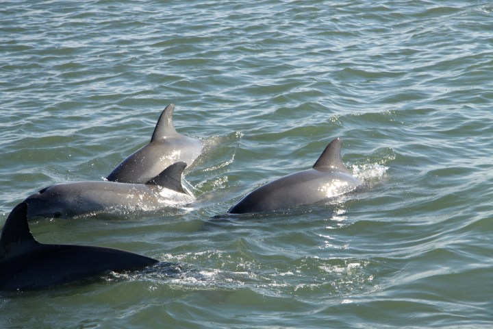 dolphins swimming in water