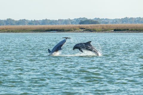 Two dolphins jumping out of the water near a grassy shoreline.