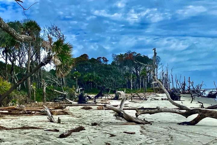 Beach with scattered driftwood and trees, cloudy sky above.