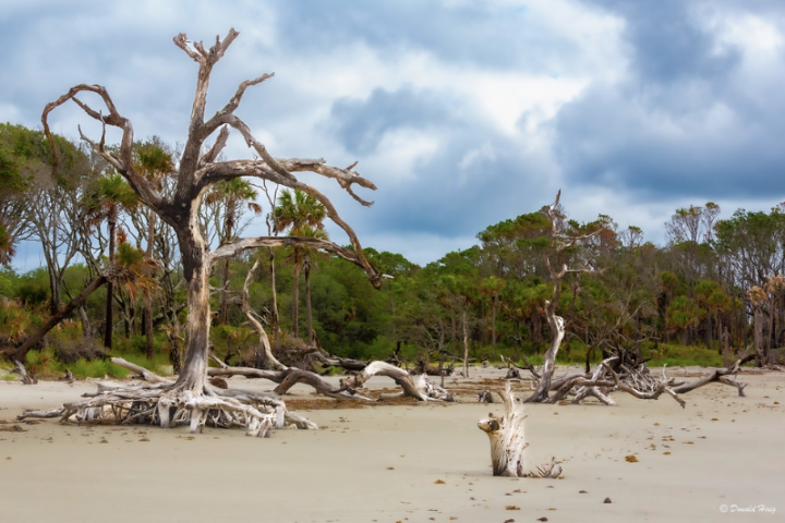 Beach with driftwood trees, overcast sky, and green shrubbery in background.
