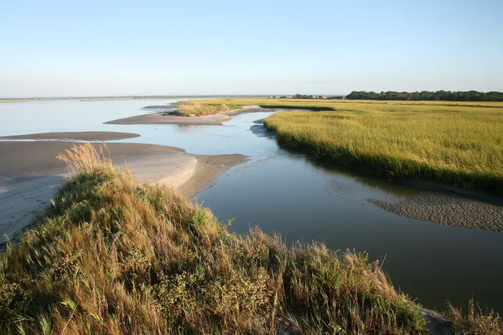 Coastal wetland with grasses, water channels, and distant trees under a clear blue sky.