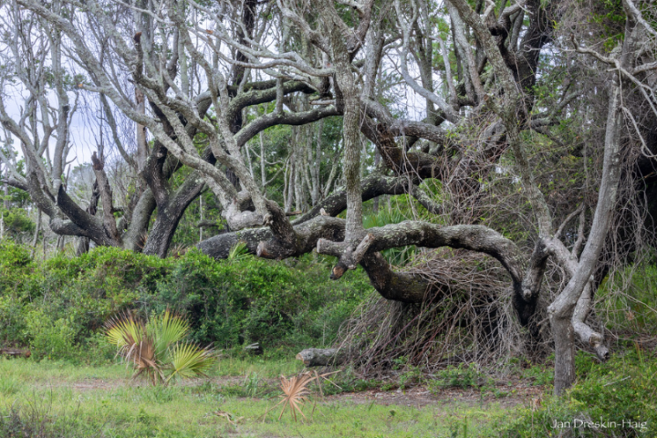 Twisted bare branches of large trees over lush green vegetation.
