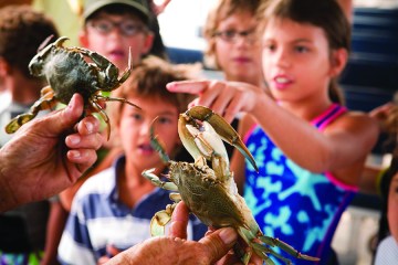 Kids looking at crabs being displayed