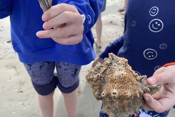 Children holding seashells on a sandy beach.