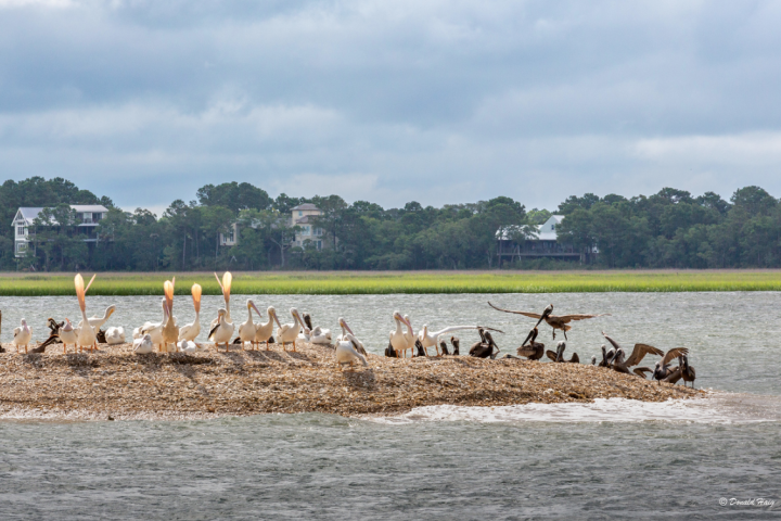 Pelicans resting on a small island in a river, with trees and houses in the background.