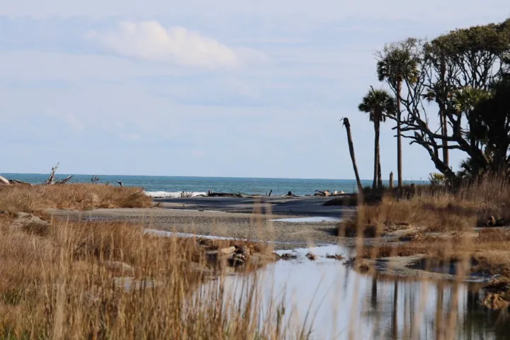 Coastal marsh with trees and ocean in the background under a cloudy sky.