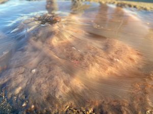 upside down Lion's mane jelly