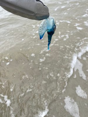 Smaller Portuguese Man-o-War on Capers!