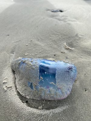 Portuguese Man-o-War on Capers