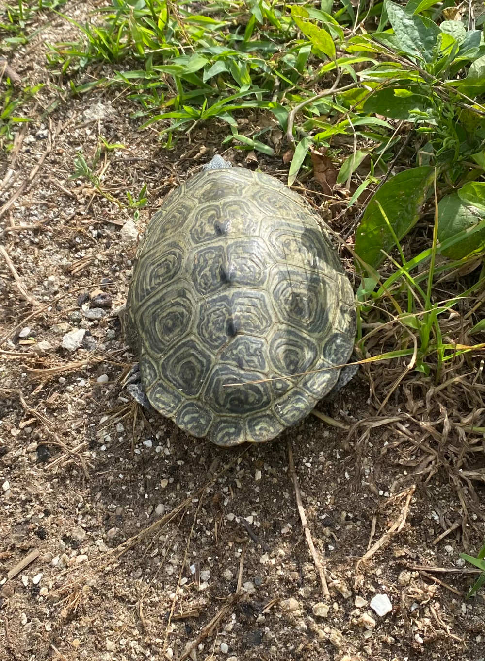 Diamondback terrapin