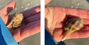 a hand holding a live pear whelk