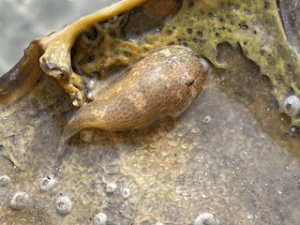 an oyster clingfish clinging to a horseshoe crab molt