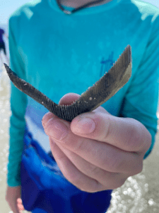 a hand holding an eagle ray mouth plate