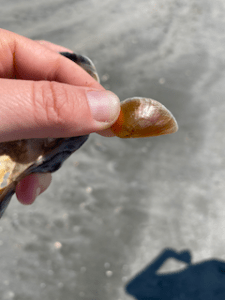 a hand holding a moon snail operculum