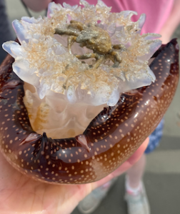 a spider crab in a cannon ball jelly