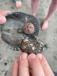a hand holding a sea urchin and sea cucumber.