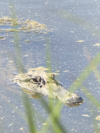 an adult alligator in the water