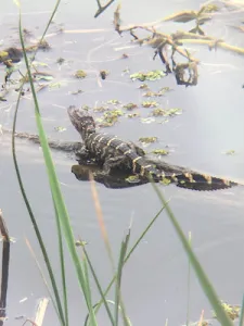 a baby alligator on a log.