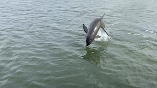 a dolphin jumping