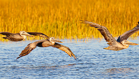 a flock of brown pelicans flying over the salt marsh.