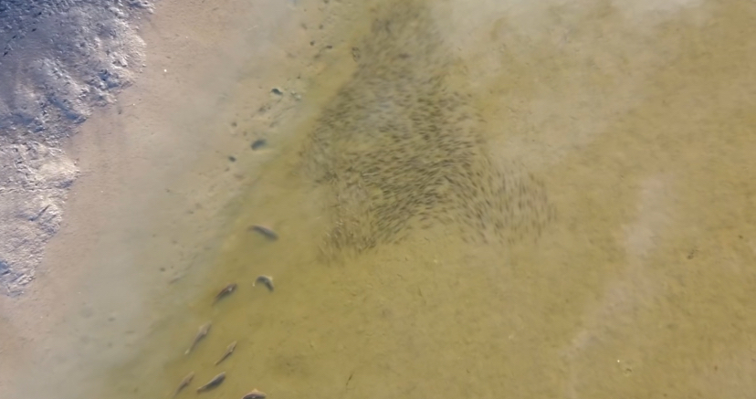 a group red fish chasing mullet