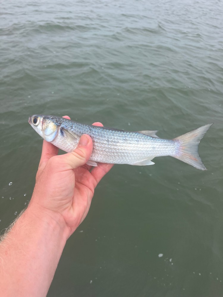 a hand holding a fish in the water