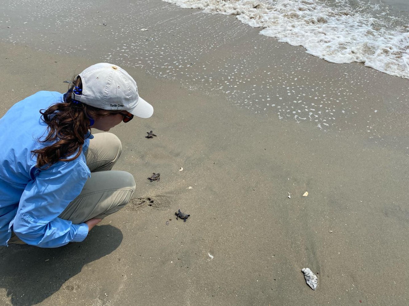 sea turtle volunteer releasing stragglers