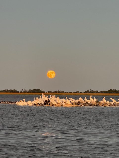 american pelicans and the full moon!