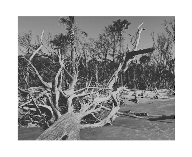 boneyard beach on Capers Island