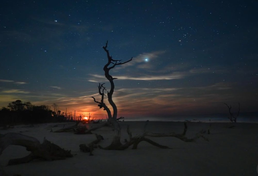 a tree with a sunset in the background