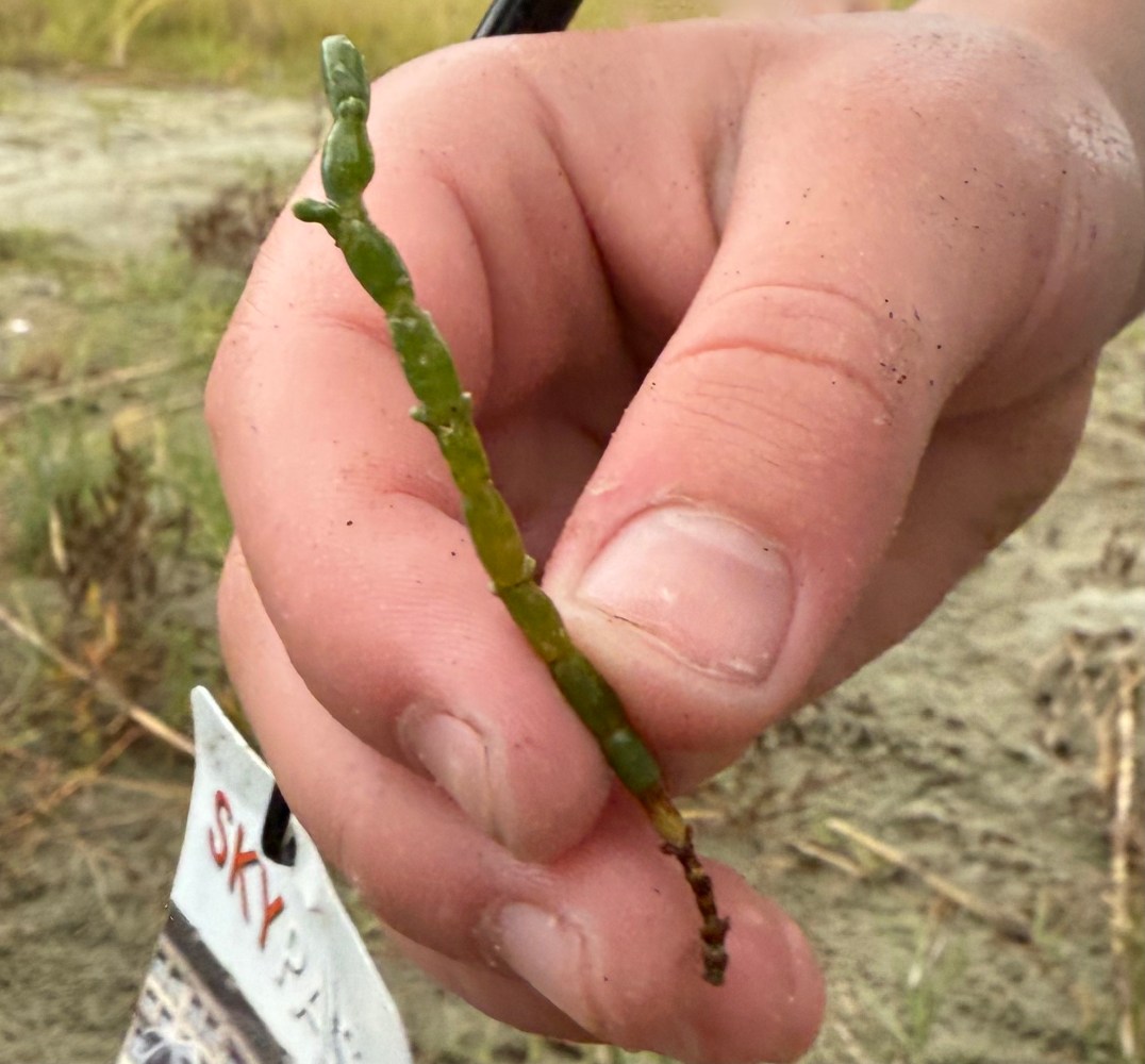 A piece of sea pickle.