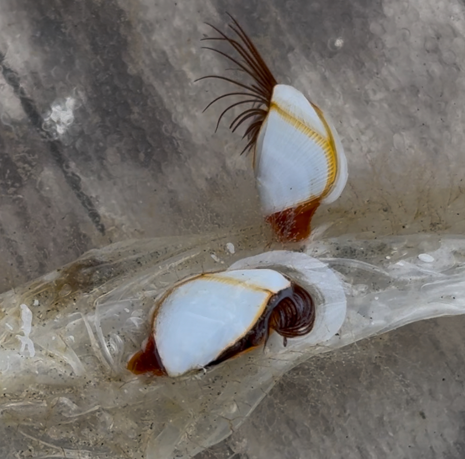 gooseneck barnacles on a water bottle. 