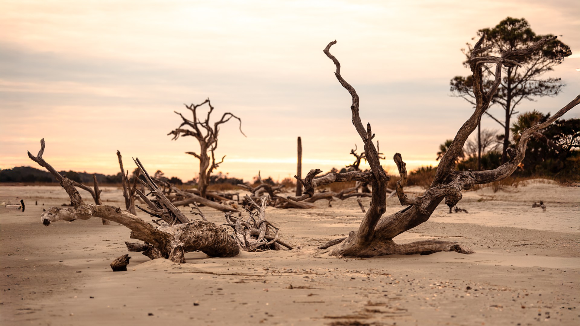 a group of palm trees on a sandy beach