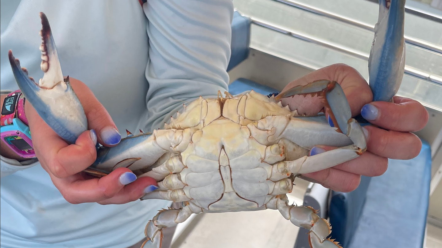 a hand holding a crab