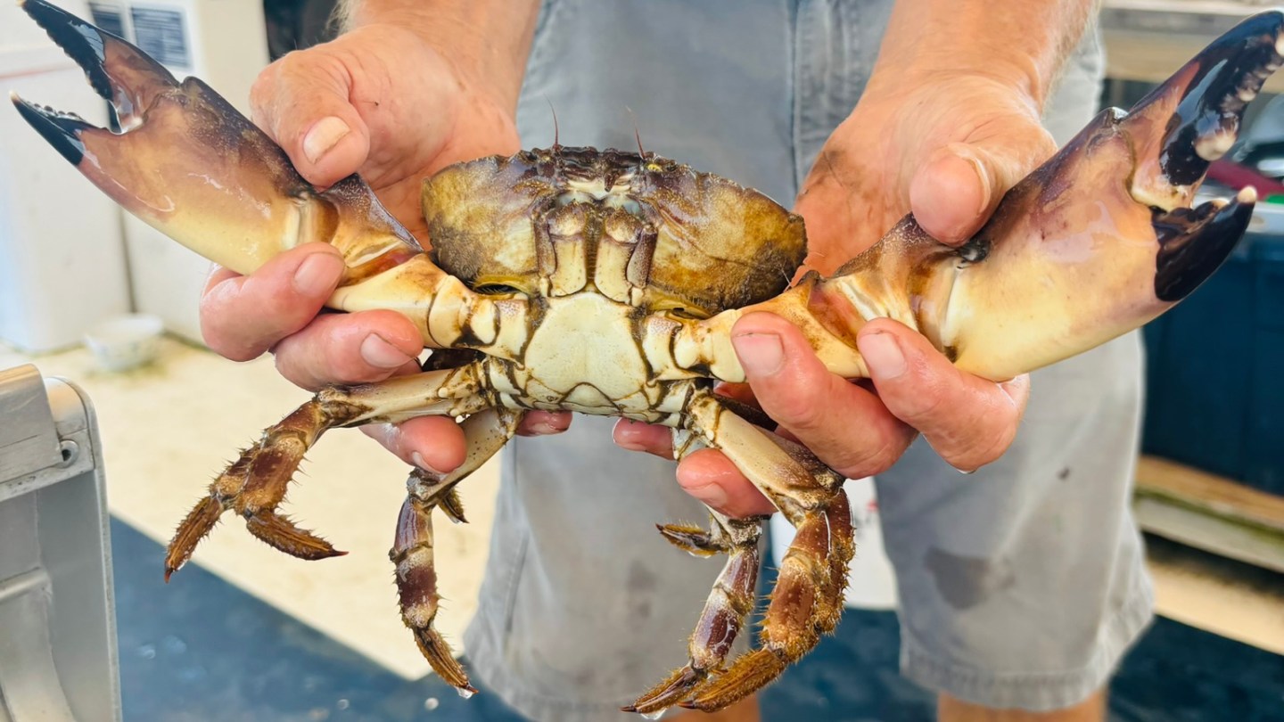 a man holding a crab