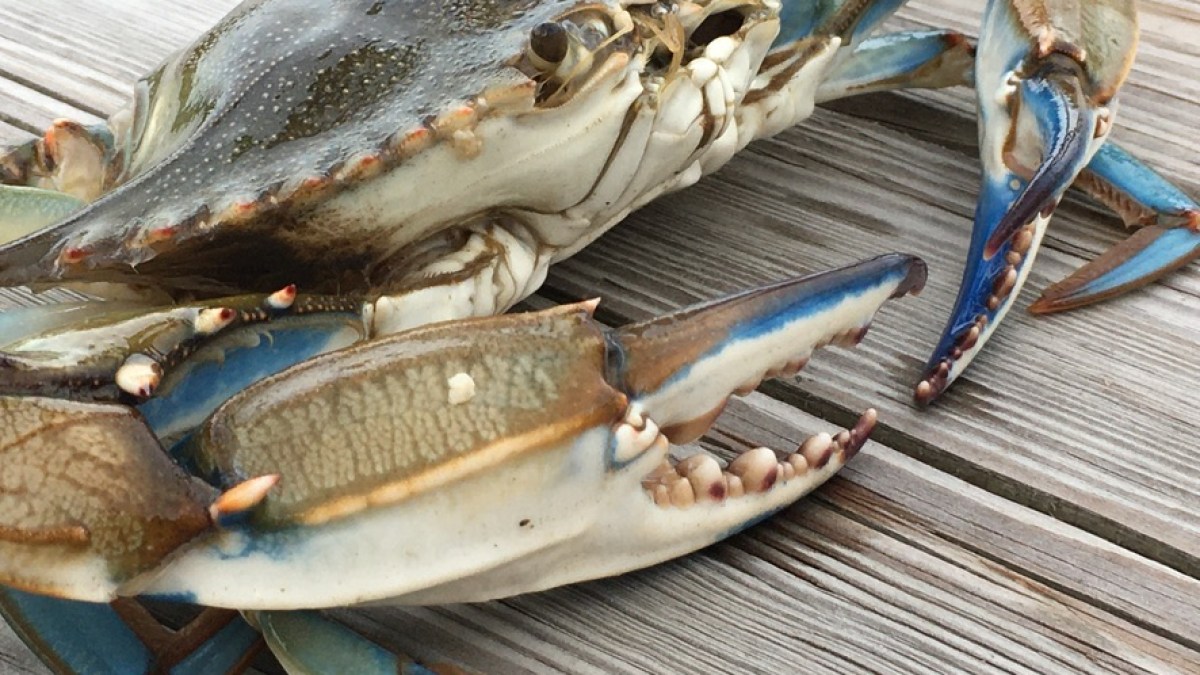 a crab on a wooden table