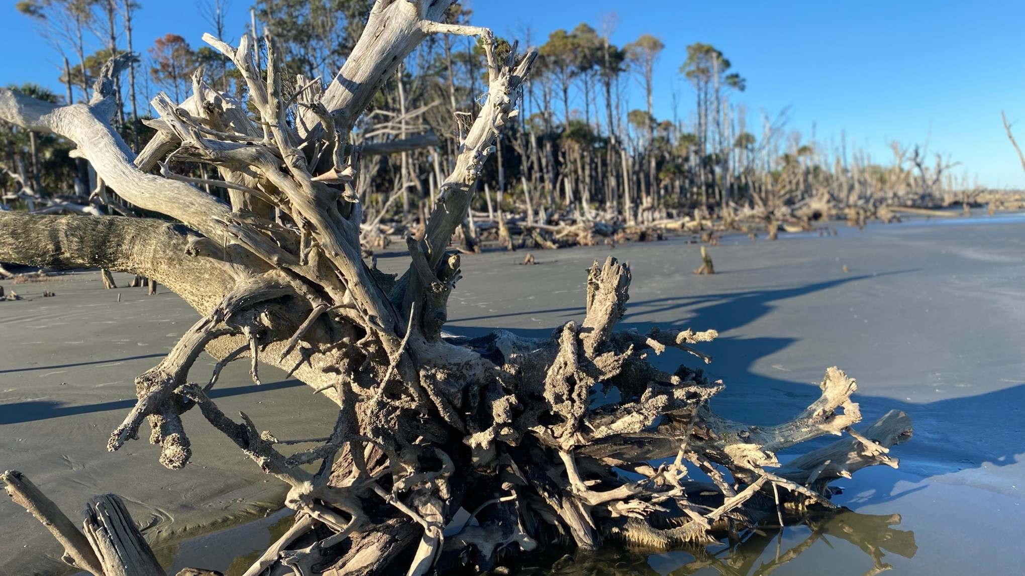 a tree next to a body of water