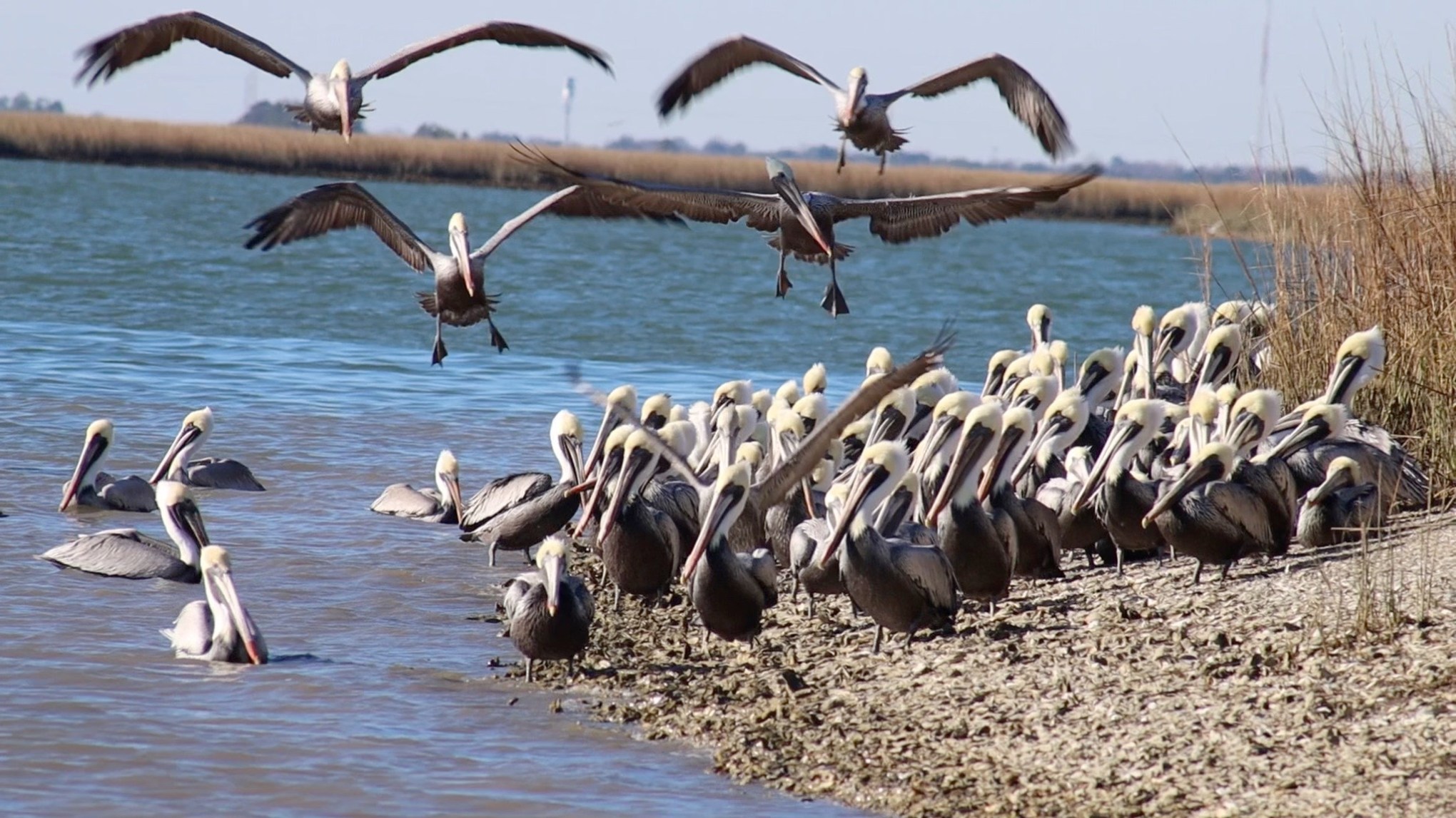 a flock of birds sitting on top of a body of water