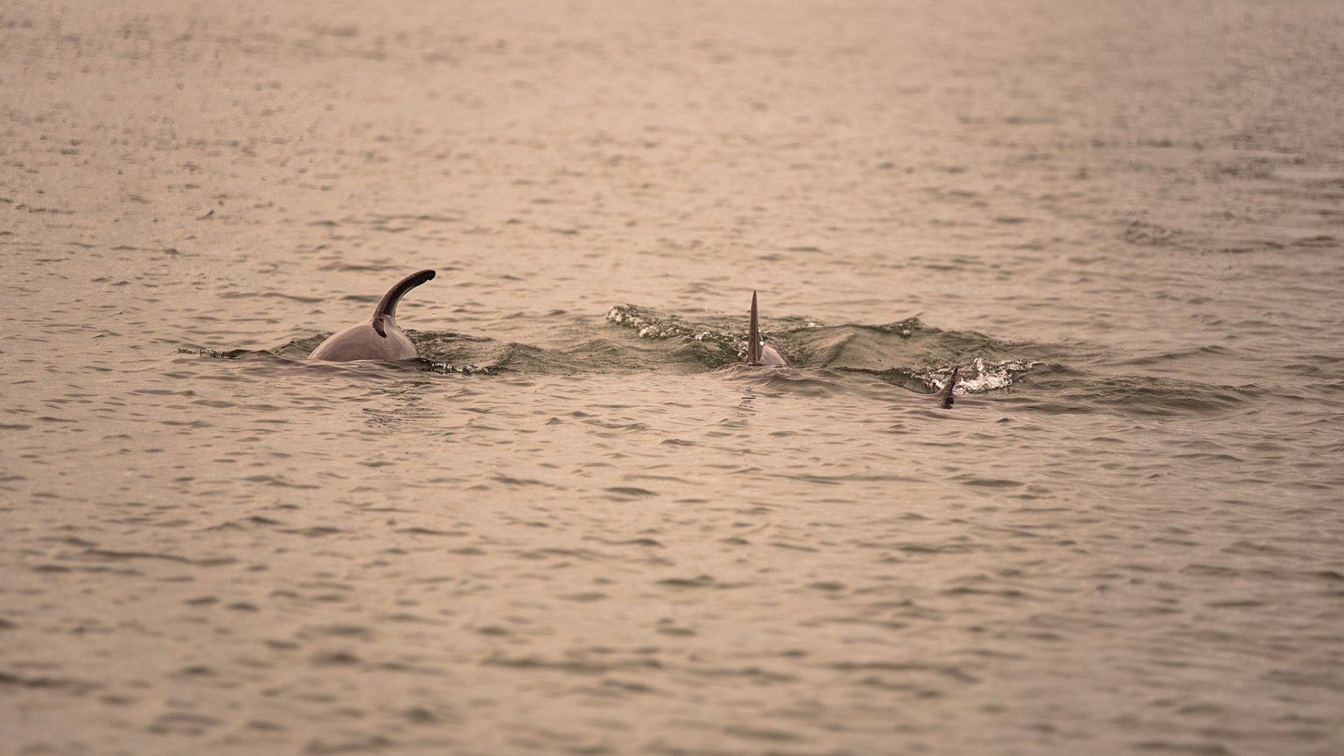 a bird swimming in water